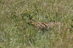 Leptailurus serval lipostictus