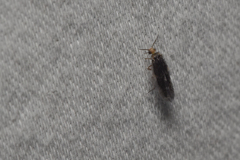Hydroptilidae