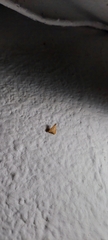 Antigastra catalaunalis