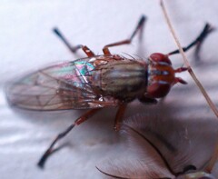 Sciomyzidae