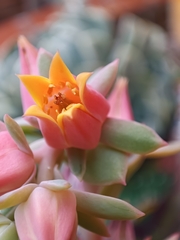 Echeveria