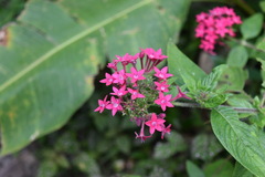 Pentas