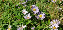 Symphyotrichinae