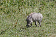Phacochoerus africanus massaicus
