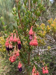 Brachyotum strigosum