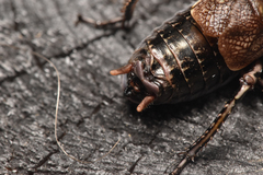 Cyphoderris monstrosa