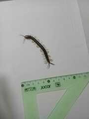 Scolopendra viridis
