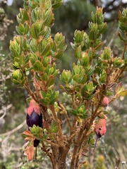 Brachyotum strigosum