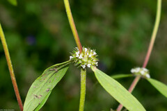Mitracarpus breviflorus