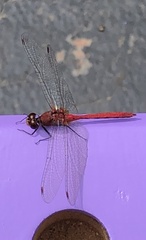 Sympetrum rubicundulum