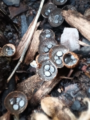 Cyathus stercoreus