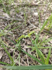 Bulbine bulbosa
