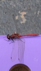 Sympetrum rubicundulum