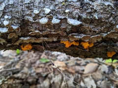 Dacrymyces chrysospermus