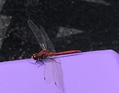 Sympetrum rubicundulum