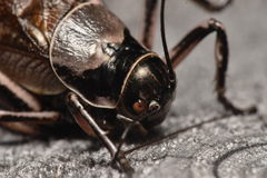 Cyphoderris monstrosa