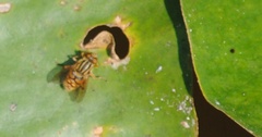 Parhelophilus