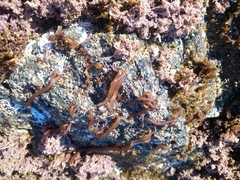 Nemalion vermiculare