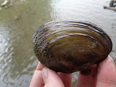 Potamilus fragilis