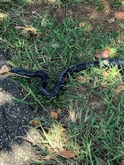 Pantherophis alleghaniensis