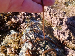 Nemalion vermiculare