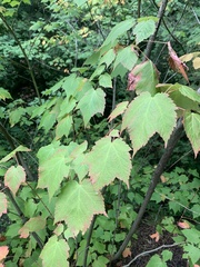 Acer spicatum