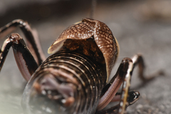Cyphoderris monstrosa