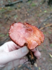Cortinarius bolaris