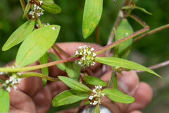 Mitracarpus breviflorus