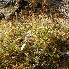 Juncus castaneus leucochlamys