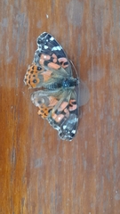 Vanessa braziliensis