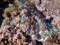 Nemalion vermiculare