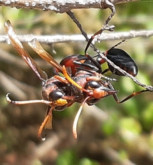 Delta pyriforme circinale