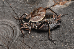 Cyphoderris monstrosa