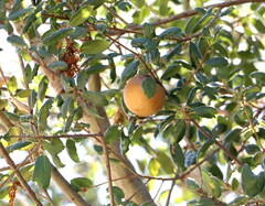 Andricus quercuscalifornicus