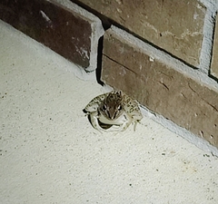 Lithobates sphenocephalus