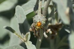 Zonosemata vittigera