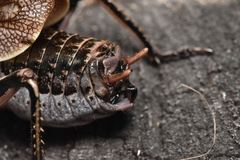 Cyphoderris monstrosa