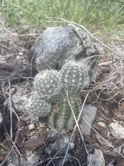 Echinocereus reichenbachii caespitosus