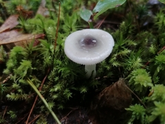 Russula fragilis