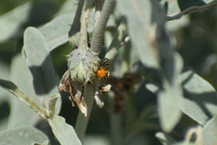 Zonosemata vittigera