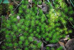 Polytrichum formosum
