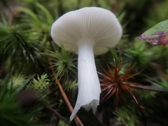Russula fragilis