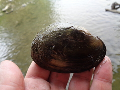 Potamilus fragilis