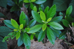 Rhododendron indicum