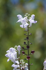 Scutellaria mellichampii