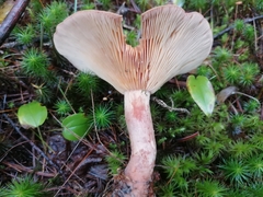 Lactarius helvus