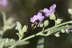 Acmaeodera scalaris