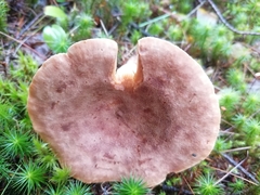 Lactarius helvus
