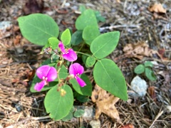 Desmodium laevigatum